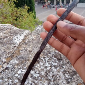 une gousse vanille de Madagascar