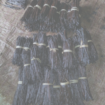 Gousses de Vanille